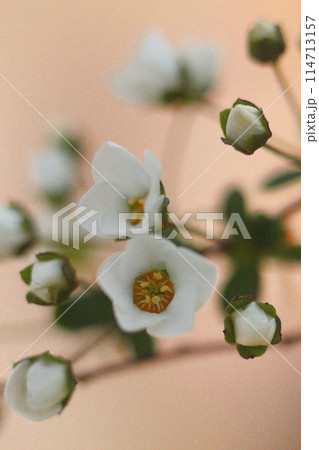 白い花のユキヤナギ 114713157