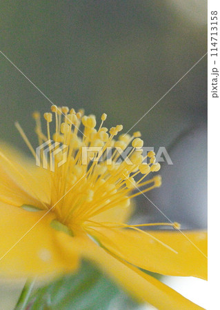 黄色い花のセイヨウオトギリソウ 黄色い花のセイヨウオトギリソウ 114713158