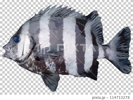 逼真的紋理修飾剪切白色背景修飾岩魚之王的插圖,其特徵是黑白垂直條紋 逼真的紋理修飾剪切白色背景修飾岩魚之王的插圖,其特徵是黑白垂直條紋 114713278