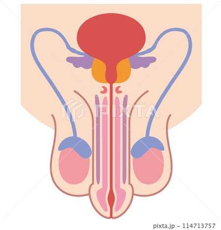 男性生殖器の構造 医療 男性生殖器の構造 医療 114713757