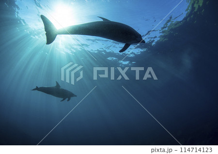太陽光と野生のバンドウイルカ 太陽光と野生のバンドウイルカ 114714123