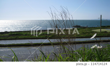 水田と鉄道と日本海とマーガレットの花 114714124