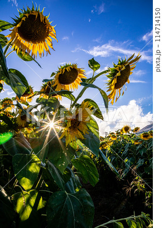 夏の日差しの中で、すっくと背を伸ばし大輪の花を咲かせ、大地の息吹を感じさせるひまわり 夏の日差しの中で、すっくと背を伸ばし大輪の花を咲かせ、大地の息吹を感じさせるひまわり 114714150