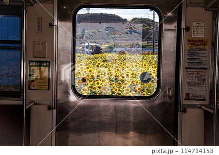 夏の日差しの中で、すっくと背を伸ばし大輪の花を咲かせ、大地の息吹を感じさせるひまわり 114714158