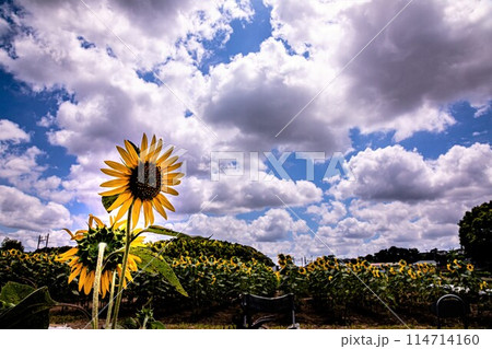 夏の日差しの中で、すっくと背を伸ばし大輪の花を咲かせ、大地の息吹を感じさせるひまわり 114714160