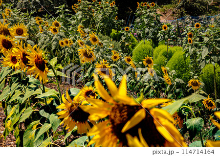 夏の日差しの中で、すっくと背を伸ばし大輪の花を咲かせ、大地の息吹を感じさせるひまわり 114714164
