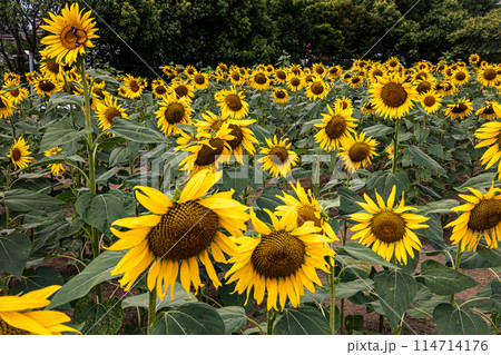 夏の日差しの中で、すっくと背を伸ばし大輪の花を咲かせ、大地の息吹を感じさせるひまわり 夏の日差しの中で、すっくと背を伸ばし大輪の花を咲かせ、大地の息吹を感じさせるひまわり 114714176