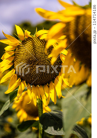 夏の日差しの中で、すっくと背を伸ばし大輪の花を咲かせ、大地の息吹を感じさせるひまわり 114714186