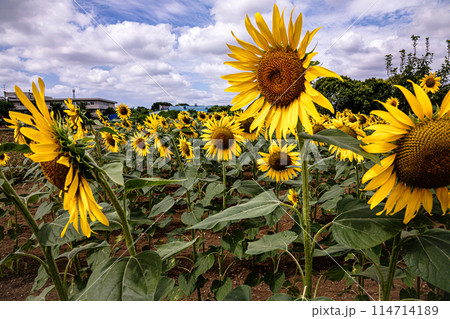 夏の日差しの中で、すっくと背を伸ばし大輪の花を咲かせ、大地の息吹を感じさせるひまわり 114714189