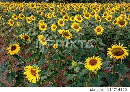 夏の日差しの中で、すっくと背を伸ばし大輪の花を咲かせ、大地の息吹を感じさせるひまわり 114714196