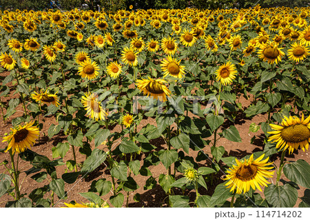 夏の日差しの中で、すっくと背を伸ばし大輪の花を咲かせ、大地の息吹を感じさせるひまわり 夏の日差しの中で、すっくと背を伸ばし大輪の花を咲かせ、大地の息吹を感じさせるひまわり 114714202