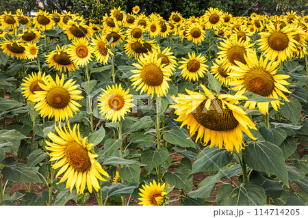 夏の日差しの中で、すっくと背を伸ばし大輪の花を咲かせ、大地の息吹を感じさせるひまわり 114714205