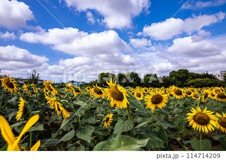 夏の日差しの中で、すっくと背を伸ばし大輪の花を咲かせ、大地の息吹を感じさせるひまわり 114714209