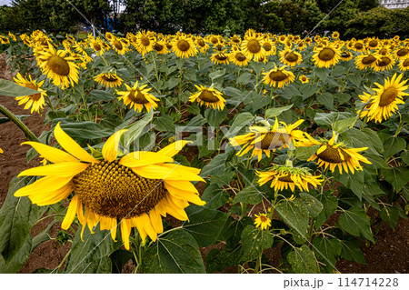 夏の日差しの中で、すっくと背を伸ばし大輪の花を咲かせ、大地の息吹を感じさせるひまわり 夏の日差しの中で、すっくと背を伸ばし大輪の花を咲かせ、大地の息吹を感じさせるひまわり 114714228