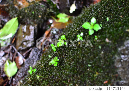 Mt.Hokyo is a 461-meter-high mountain located in the northeastern part of Tsukuba City, Ibaraki JAPAN. To the east, you can see Kasumigaura, which is the second largest in Japan, and the Pacific Ocean 114715144