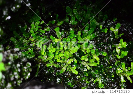 Mt.Hokyo is a 461-meter-high mountain located in the northeastern part of Tsukuba City, Ibaraki JAPAN. To the east, you can see Kasumigaura, which is the second largest in Japan, and the Pacific Ocean 114715150