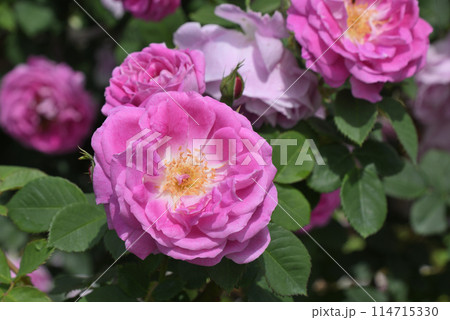 バラ（ブルボン・クイーン） 114715330