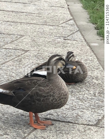 歩道にいる2羽のカルガモ 114715360