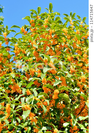 樹木：キンモクセイ　モクセイ科 114715647