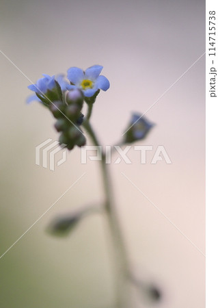 幻想的なキュウリグサ 幻想的なキュウリグサ 114715738