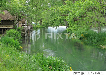 5月の安曇野　大王わさび農場の水車小屋 114715899