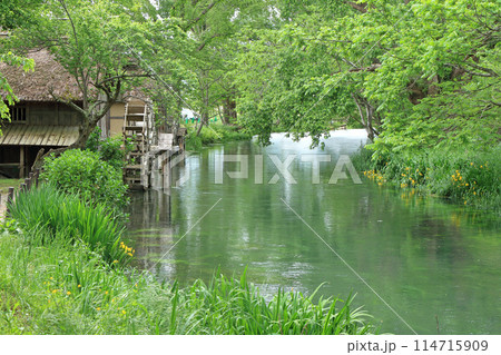 5月の安曇野 大王わさび農場の水車小屋 5月の安曇野 大王わさび農場の水車小屋 114715909