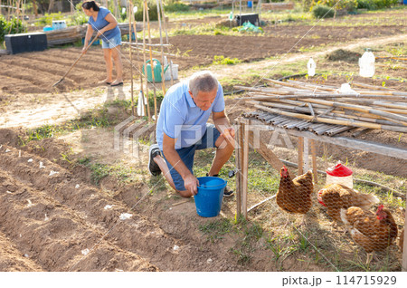 Mature farmer gathering chicken eggs outdoors 114715929