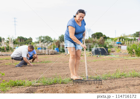 Aged woman raking soil on patch in vegetable garden Aged woman raking soil on patch in vegetable garden 114716172