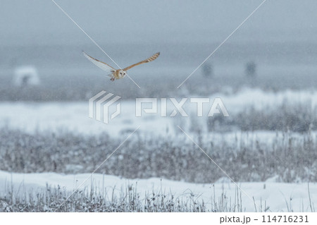 Barn owl bird Barn owl bird 114716231