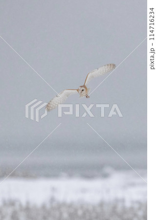 Barn owl bird 114716234