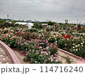 バラ公園 114716240