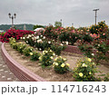 バラ公園 114716243