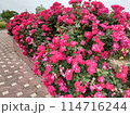 バラ公園 114716244