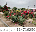 バラ公園 114716250