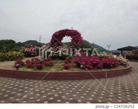 バラ公園 114716252