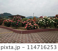 バラ公園 114716253