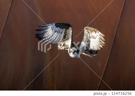 Osprey bird 114716256