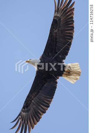 Bald eagle bird 114716258