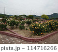 バラ公園 114716266