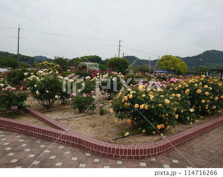 バラ公園 114716266