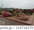 バラ公園 114716270