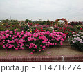 バラ公園 114716274