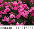 バラ公園 114716275