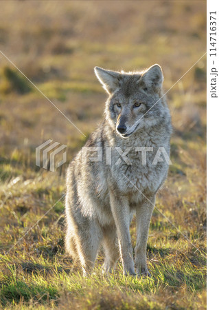 Coyote wolf Coyote wolf 114716371