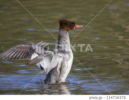 Common merganser bird 114716378
