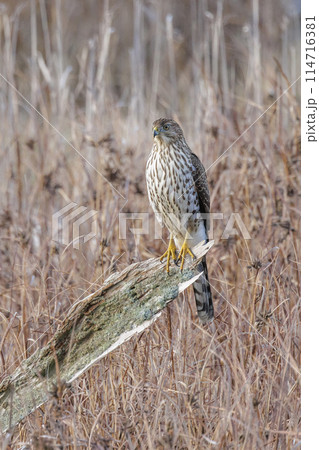 cooper's hawk juvenile 114716381