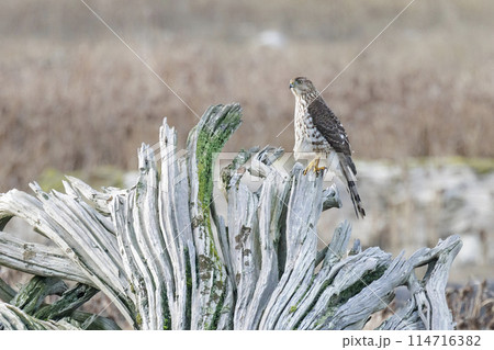 cooper's hawk juvenile 114716382