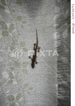 ヤモリ 114716751
