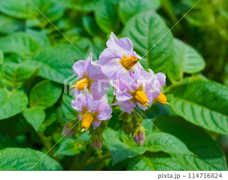 じゃがいもの花 114716824
