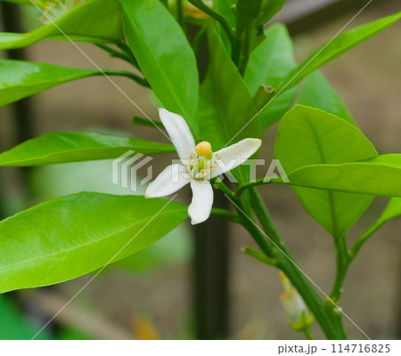 みかんの花 みかんの花 114716825